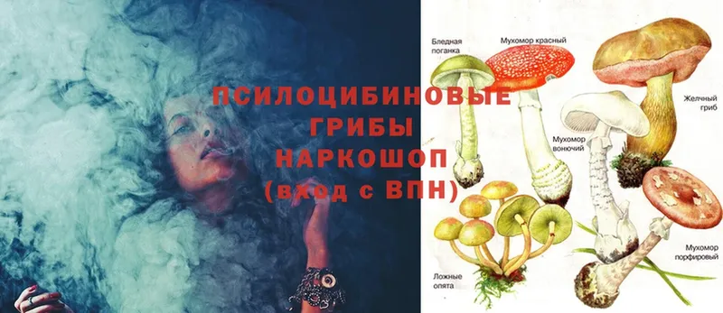 Псилоцибиновые грибы Psilocybine cubensis  Владимир 